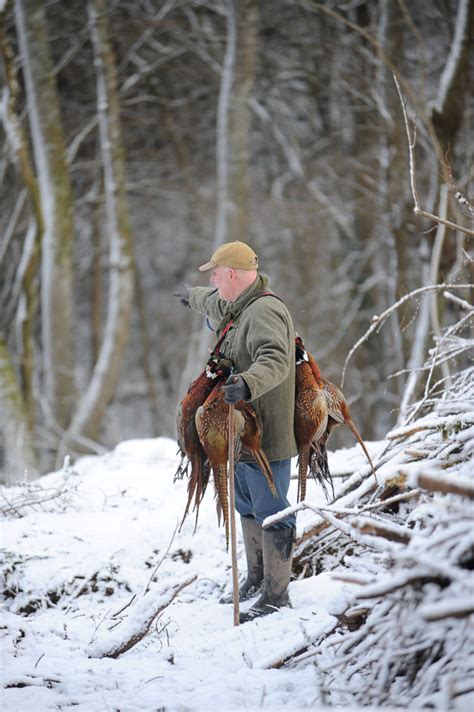 Pheasant Shooting Ian Coley Sporting