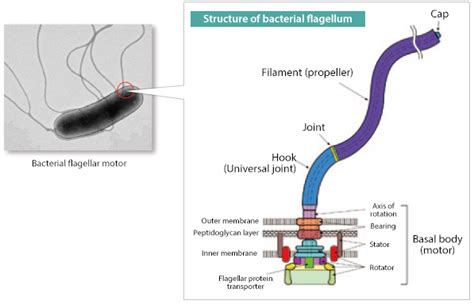 Unraveling The Mysteries Of The Flagellar Motor Of Swimming Bacteria