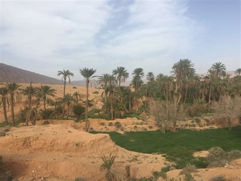 File:Biskra palms.jpg - Wikimedia Commons