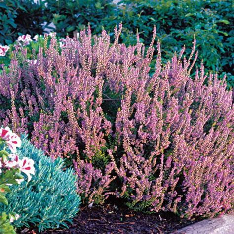 Spring Torch Heather Plants Northwest Flowers Drought Tolerant