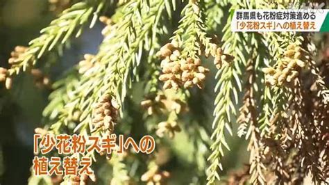 花粉ほとんど出さない「少花粉スギ」に植え替え 県が取り組み｜nhk 群馬県のニュース