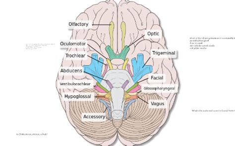 Cranial Nerves Game By Jennifer Birko On Prezi