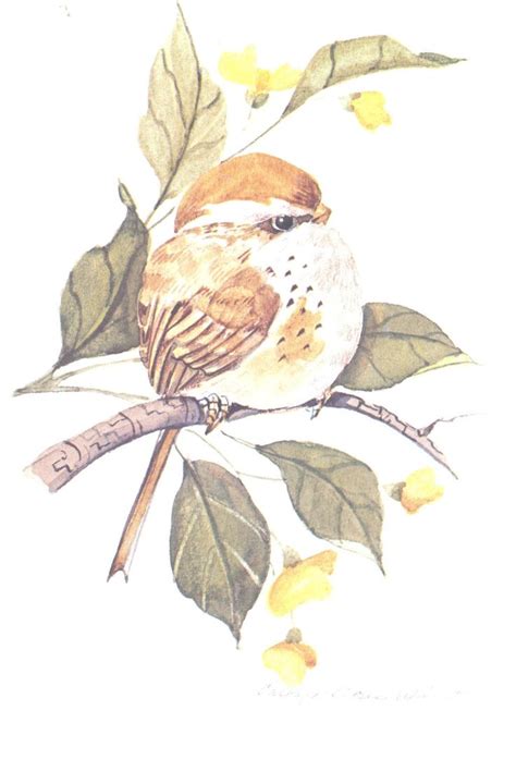 Two Sparrows X Lithographs Etsy Bird Watercolor Paintings