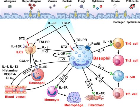 Frontiers Basophils From Allergy To Cancer