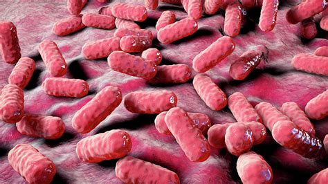 Enterobacter Bacteria Illustration Photograph By Kateryna Kon Pixels