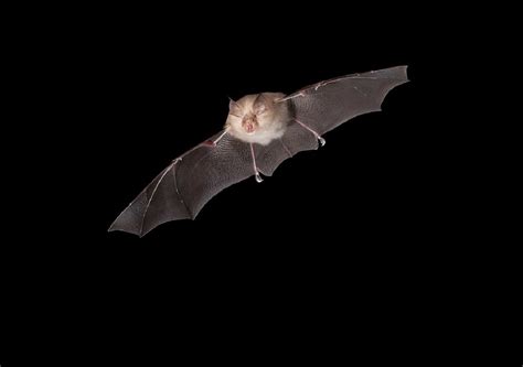 New Coronaviruses Found In Uk Bats Highlight Importance Of Monitoring