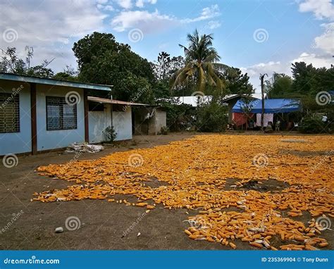 A Farm House With Sweet Corn Drying In The Sun In Philippines