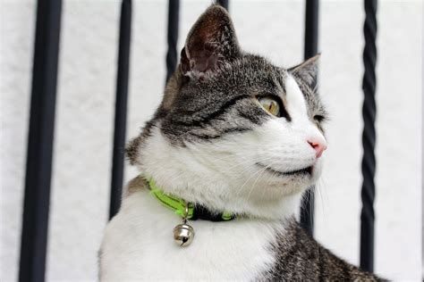 The 11 Best Cat Collars for All Types of Cats