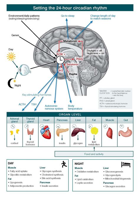 Circadian Rhythm Human Body