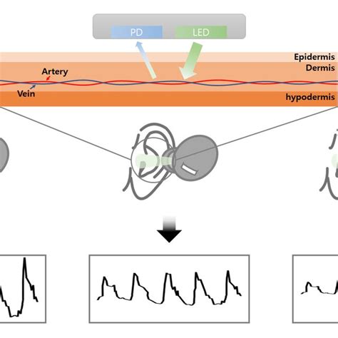 Mechanism Of Ppg Sensor According To The Distances Between User And The