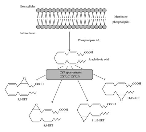 Metabolism Pathways Of Arachidonic Acids Mechanisms And