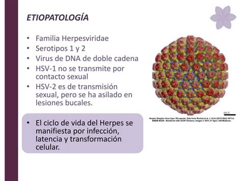 Molusco Contagioso Herpes Virus Y Queratolisis Plantar Dermatología