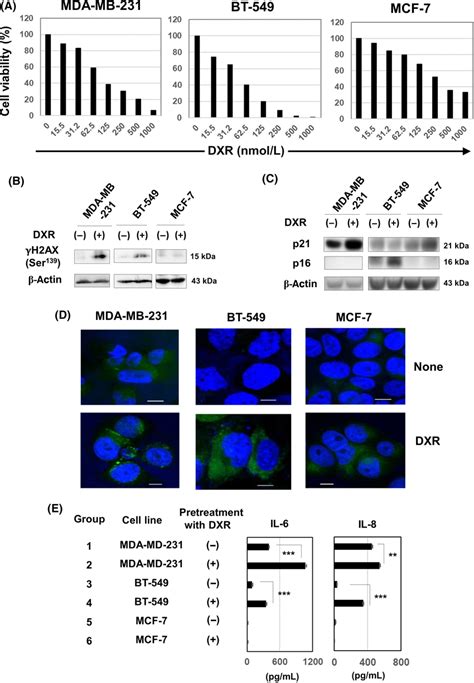 Doxorubicin DXR Induces Senescence In Human Breast Cancer Cells A