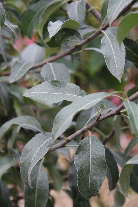 Pyrus elaeagrifolia ‘Silver Sails’ | Pan Global Plants