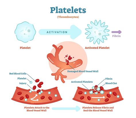 Platelets: The chameleons of cancer biology 