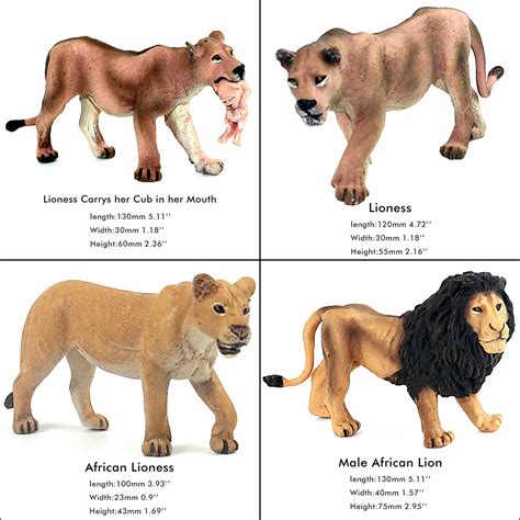 Barbary Lion Vs African Lion Size