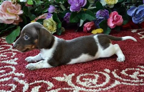 Mini Dachshund Puppies For Sale Black Tan,Doxie Breeder short Hair Pups ...