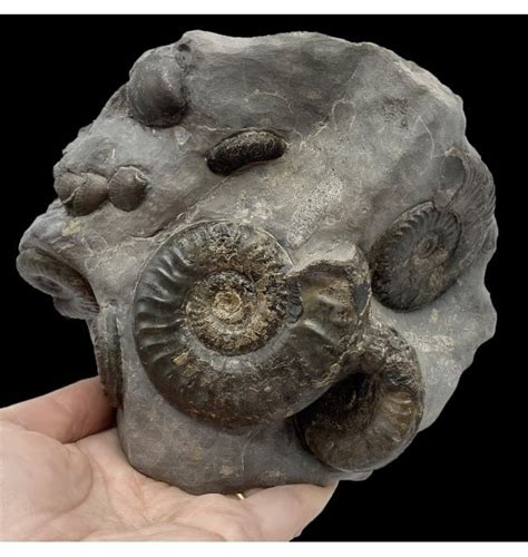 Fossils For Sale Fossils Uk British Lower Jurassic Upper Lias