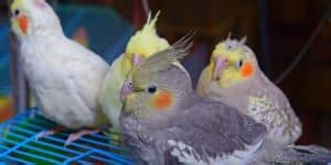 12 Cockatiel Color Varieties | Common Colors & Mutations – Your Parrot Cage