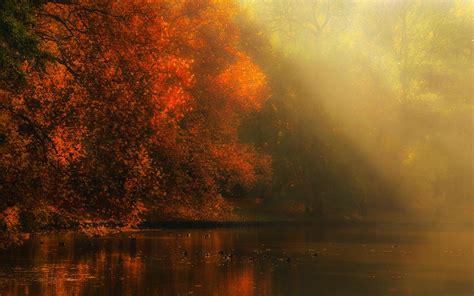 Wallpaper Sunlight Trees Landscape Forest Fall Leaves Sunset