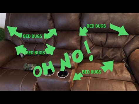 Bed Bugs In Sofas