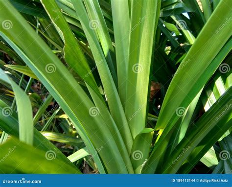 Pandanus Amaryllifolius Indonesian Called Pandan Wangi With A Natural