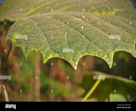 Chinar Leaves Hi Res Stock Photography And Images Alamy