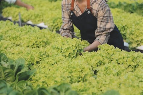 Mujer Jardinera Inspecciona La Calidad De La Lechuga De Roble Verde En