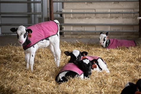 Dairy Cows And Their Newborn Calves