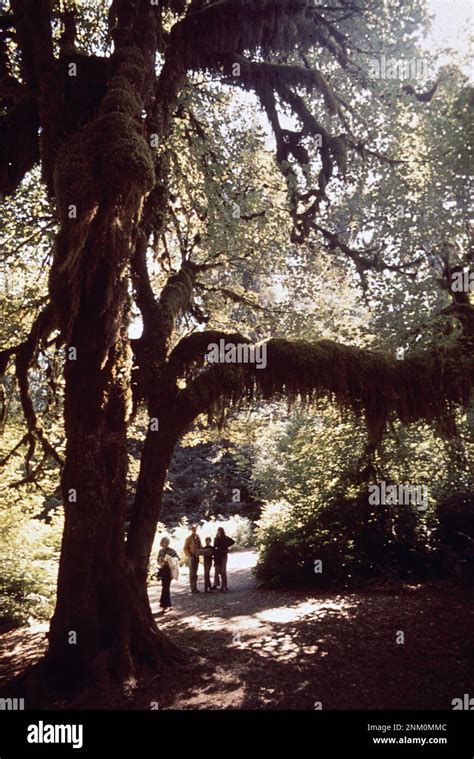 S Estados Unidos Turistas En La Selva Tropical Hoh Donde La