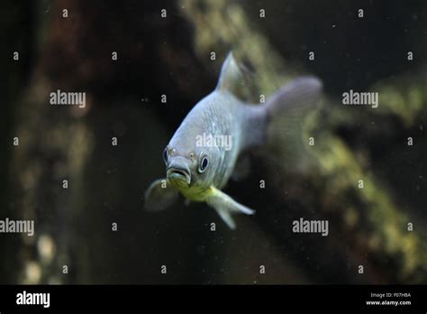 Carpe Carassius Auratus Gibelio Banque De Photographies Et Dimages