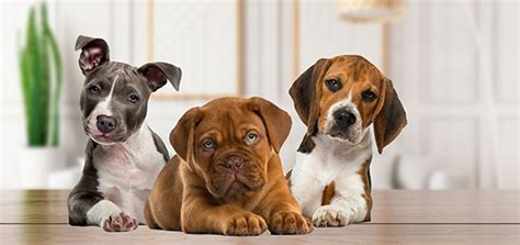 Seguros De Mascotas Perros Y Gatos Mapfre Colombia