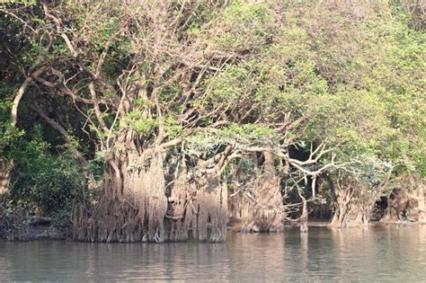 Premium Photo | Mangrove swamp photos