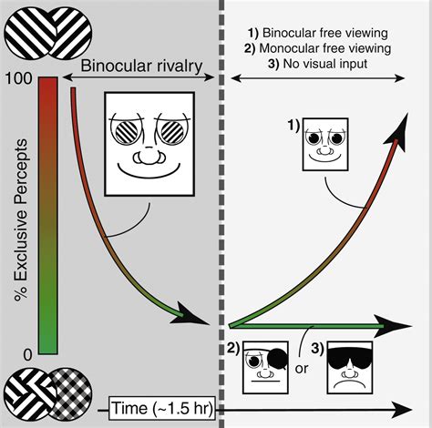 Experience Driven Plasticity In Binocular Vision Current Biology