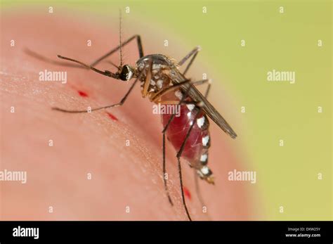 Aedes Triseriatus Mosquito Female Biting On Human Skin Stock Photo Alamy