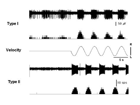 Typical Pattern Of Neuronal Activity In Type I And II Neurons Of Right