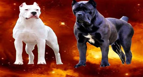 Raza De Perros Para La Protección El Cane Corso Cane Corso O Mastín