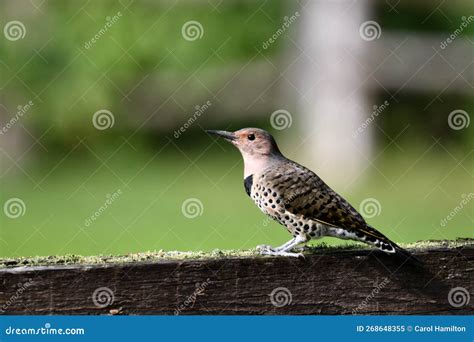 Colorful Male Common Flicker Bird Stock Image - Image of cute, animal ...