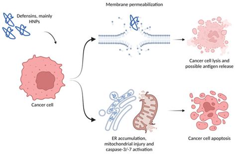 Ijms Free Full Text Role Of Defensins In Tumor Biology