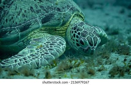 1,455 Close Up Sea Turtle Head Images, Stock Photos & Vectors ...