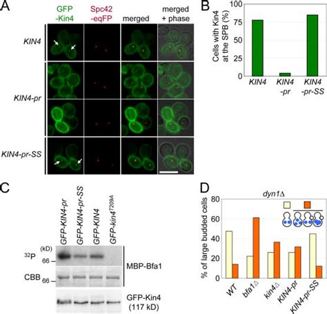 Plasma Membranebound Kin Fails To Promote Spoc Function A