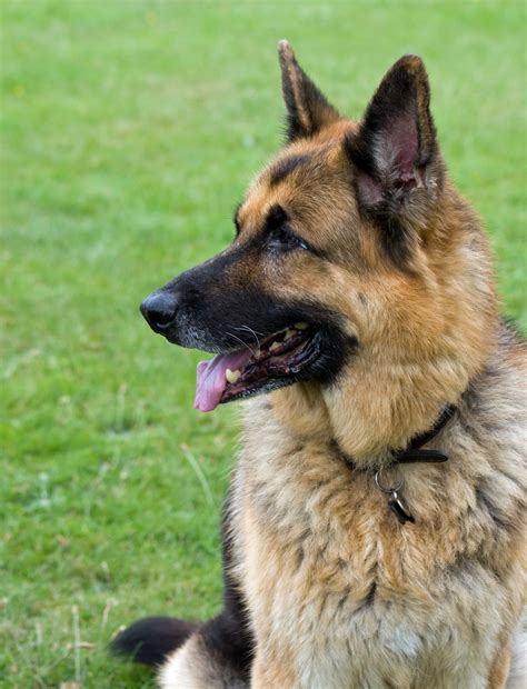 german shepherd dog  stock photo public domain pictures