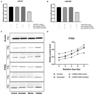 Phosphatase And Tensin Homolog PTEN Is A Target Gene Of MiR 221 And