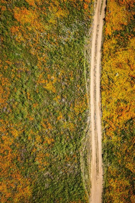 Straight Dirt Road Through The Thick Wild Forest In Europe With