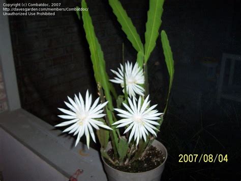 PlantFiles Pictures Epiphyllum Species Climbing Cactus Hooker S