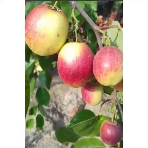 Well Watered Kashmiri Red Apple Ber Plant Nursery For Fruits At Rs