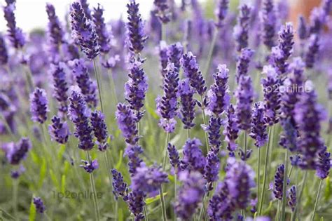 True English Lavender 300 Seeds Lavandula Angustifolia Rare Etsy