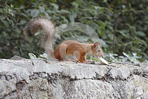 Squirrel Eating A Cookie Stock Image Image Of Sight 84370233