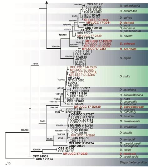 Phylogram Generated From Maximum Likelihood Analysis Of Diaporthe