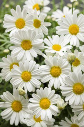 Pure White Butterfly Argyranthemum Pahl S Market Apple Valley Mn